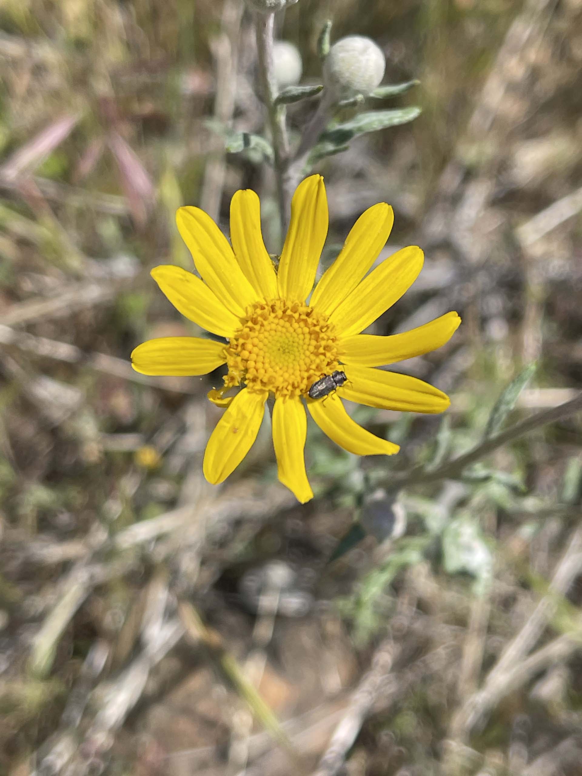 Woolly sunflower. C. Harvey.