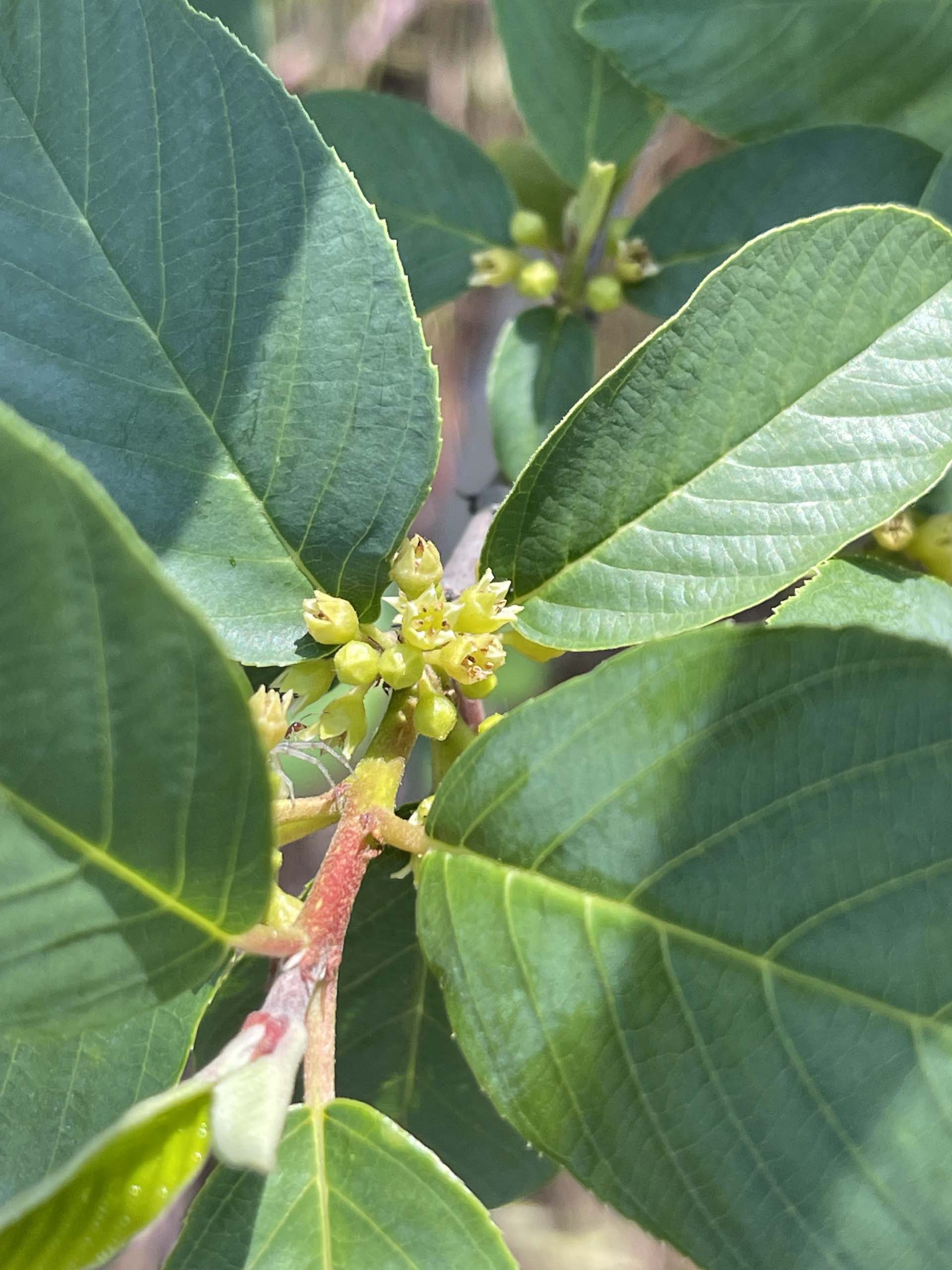 Coffeeberry. C. Harvey.