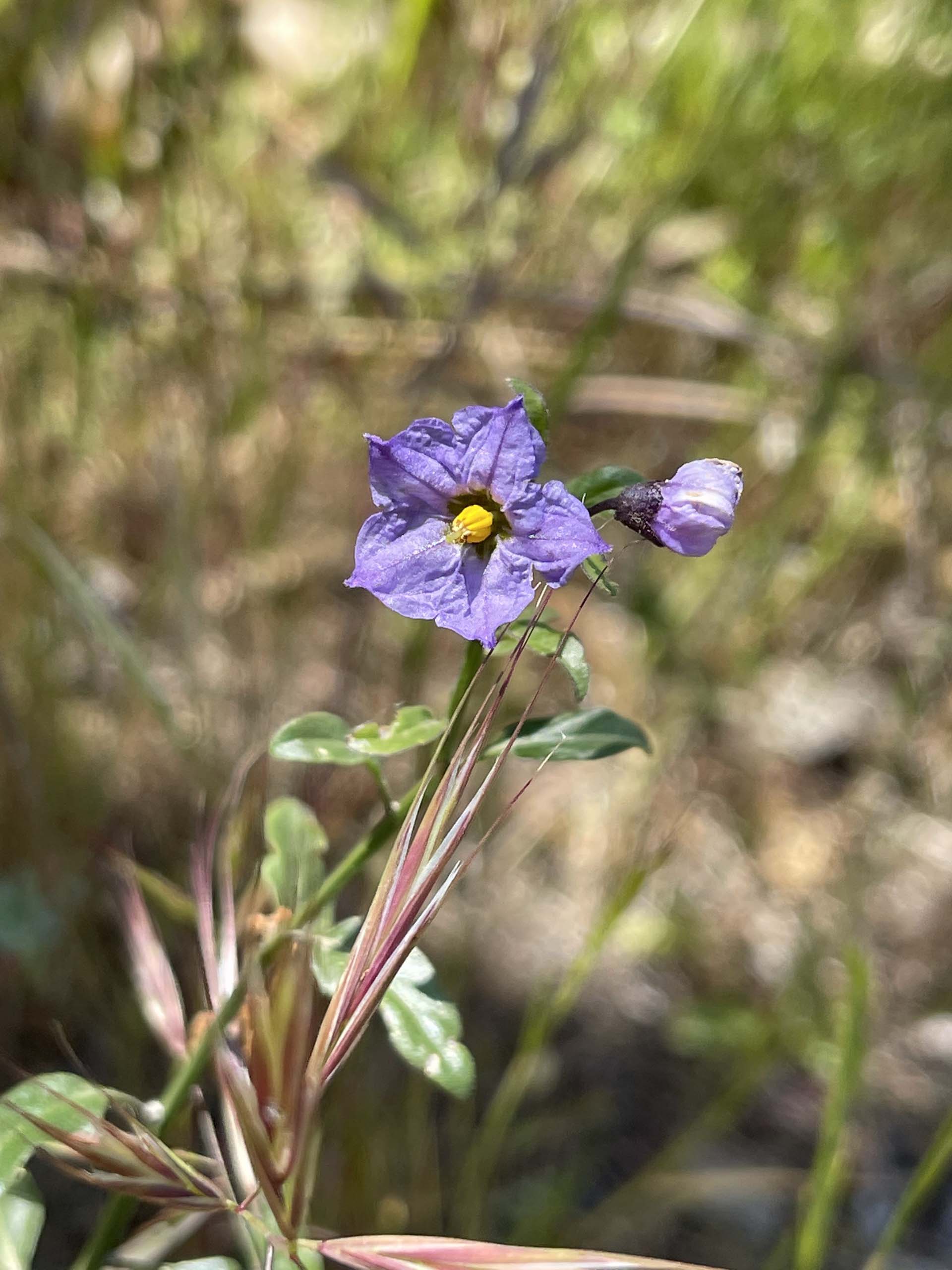 Parish’s nightshade. C. Harvey.