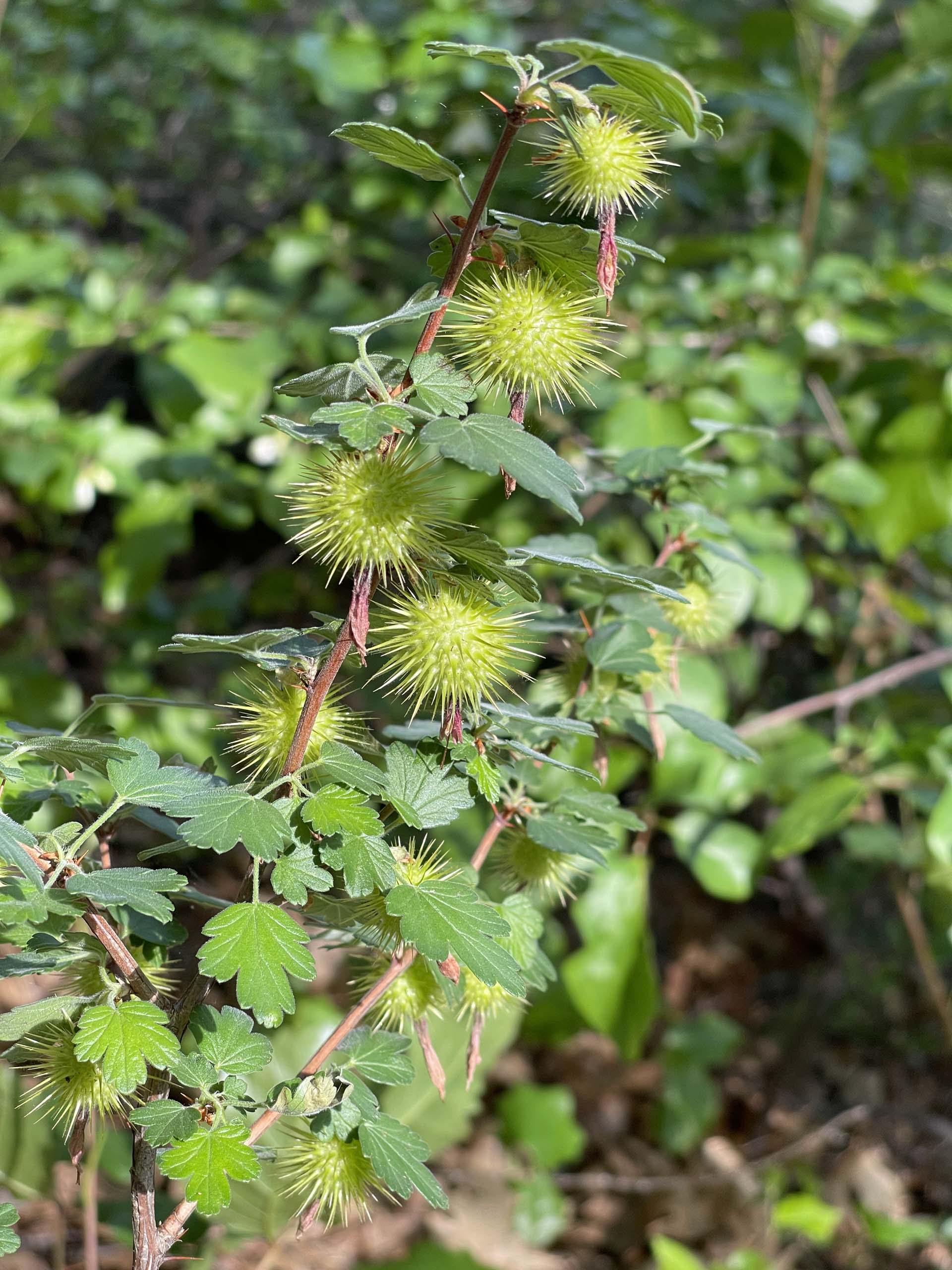 Sierra gooseberry. C. Harvey.