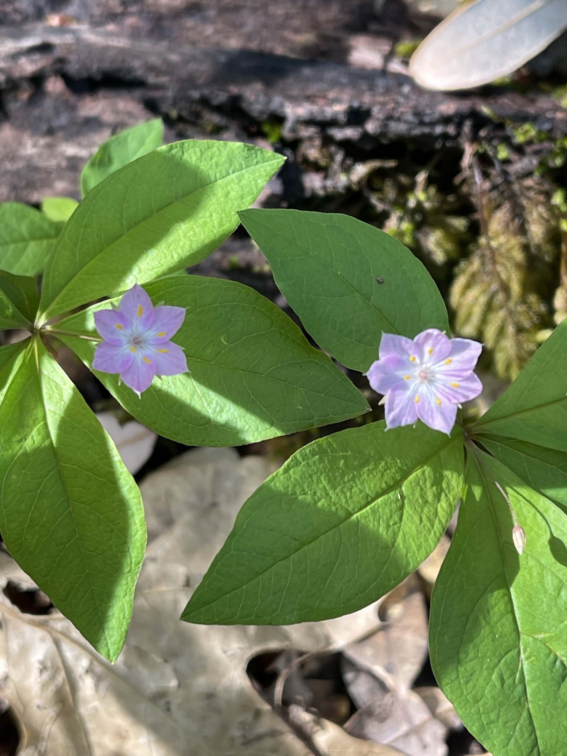 Western starflower. C. Harvey.