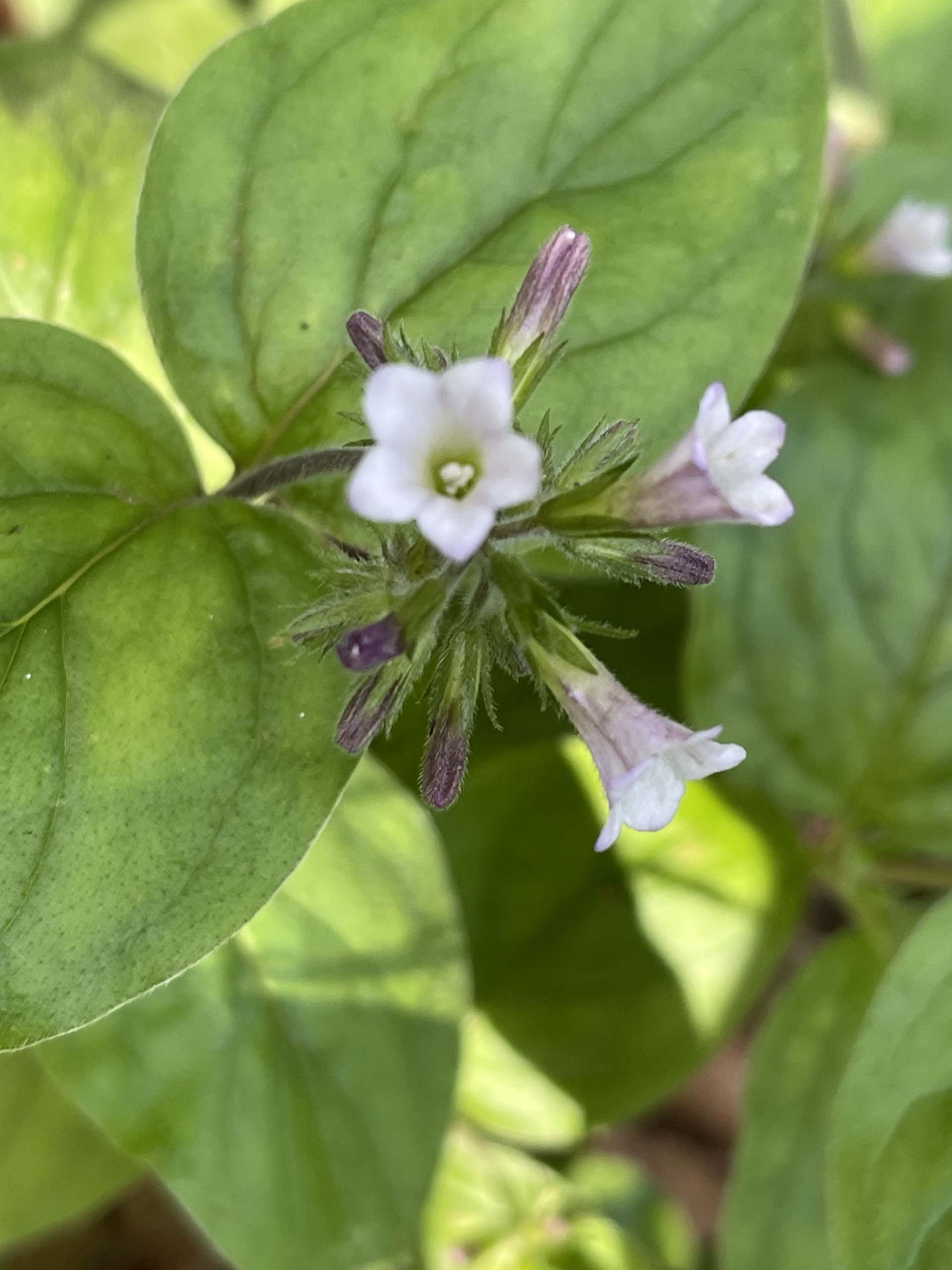 Violet draperia. C. Harvey.