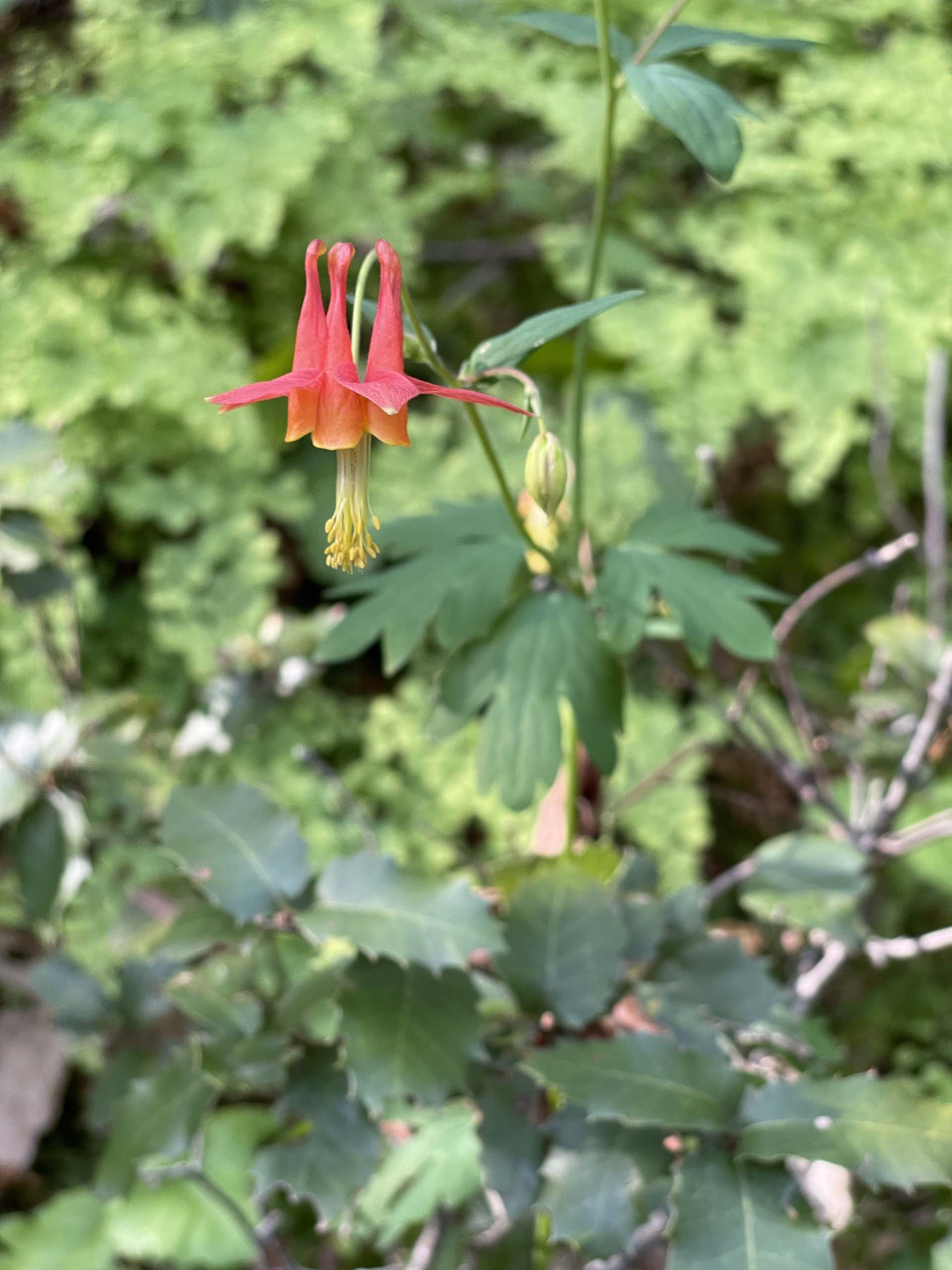 Western columbine. C. Harvey.