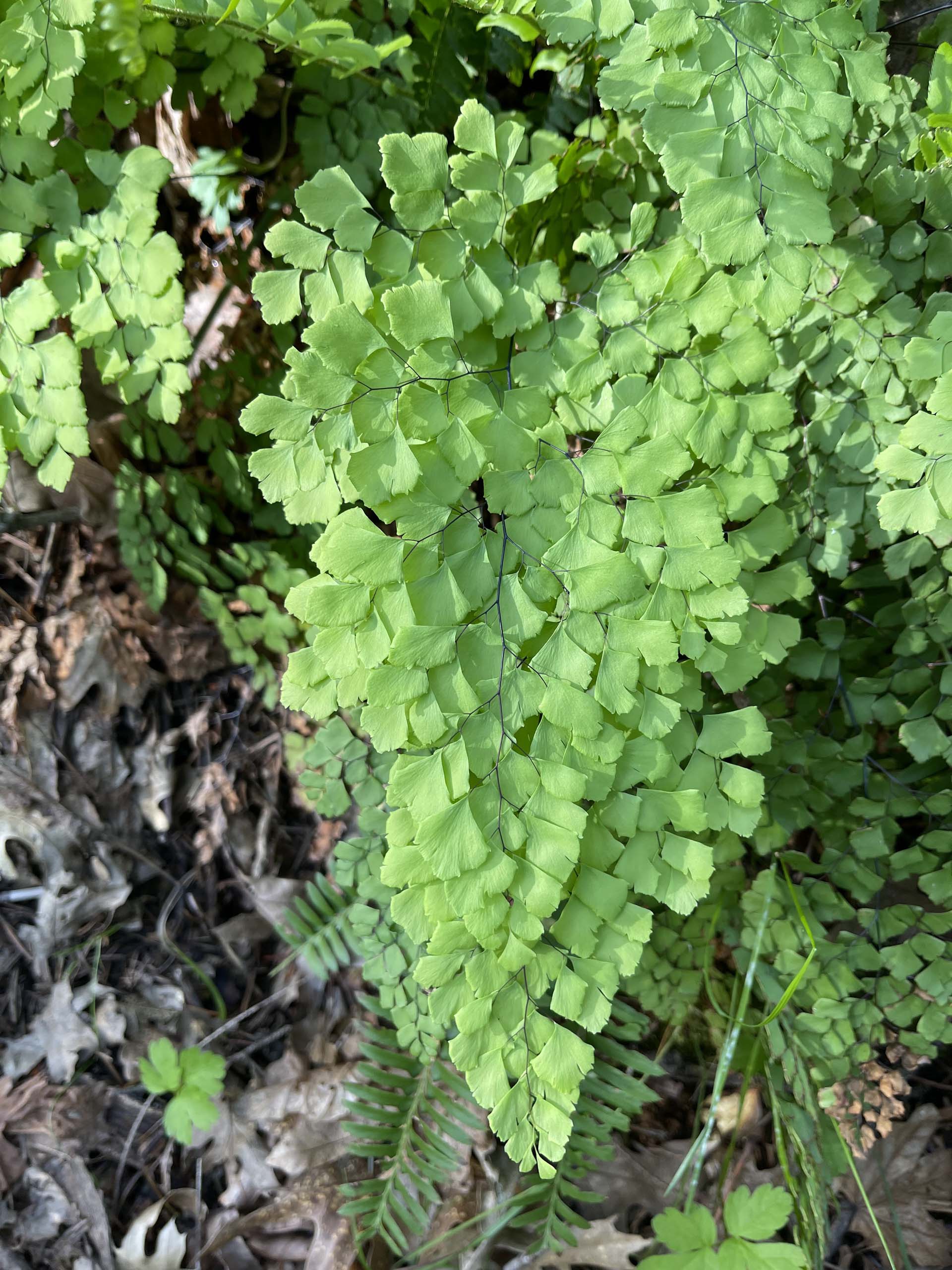 Shasta maidenhair fern. C. Harvey.