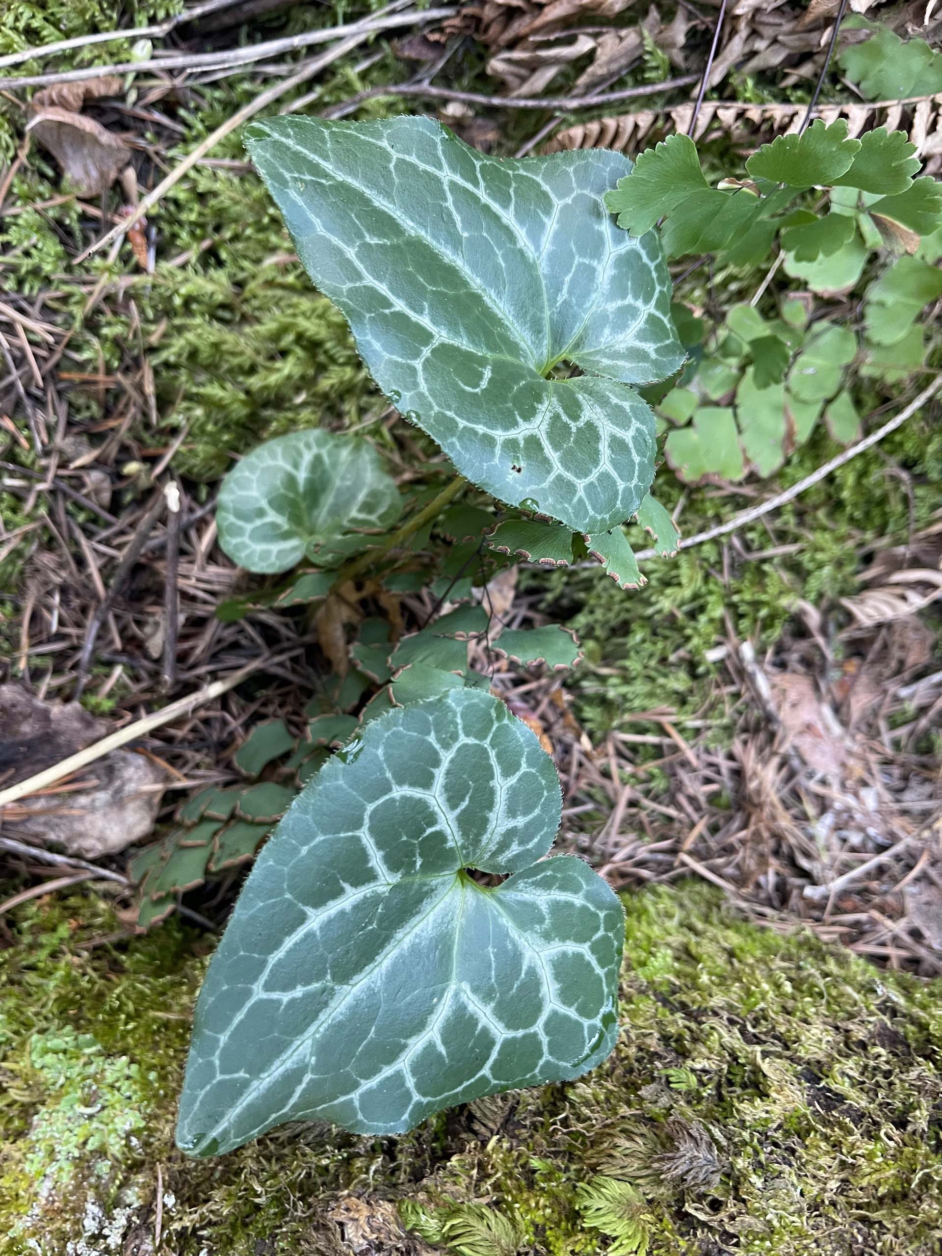 Hartweg’s wild ginger. C. Harvey.