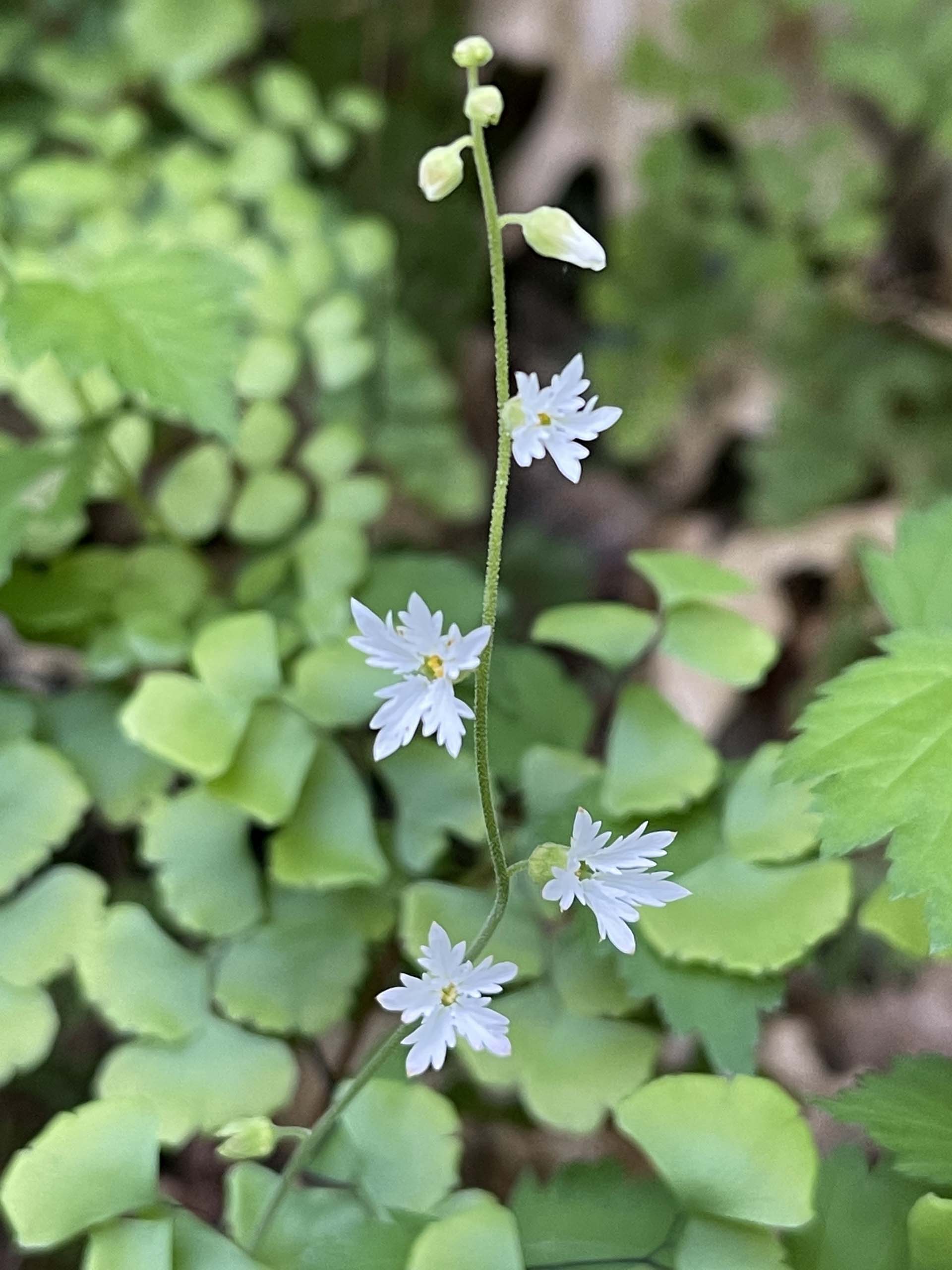 Woodland star. C. Harvey.