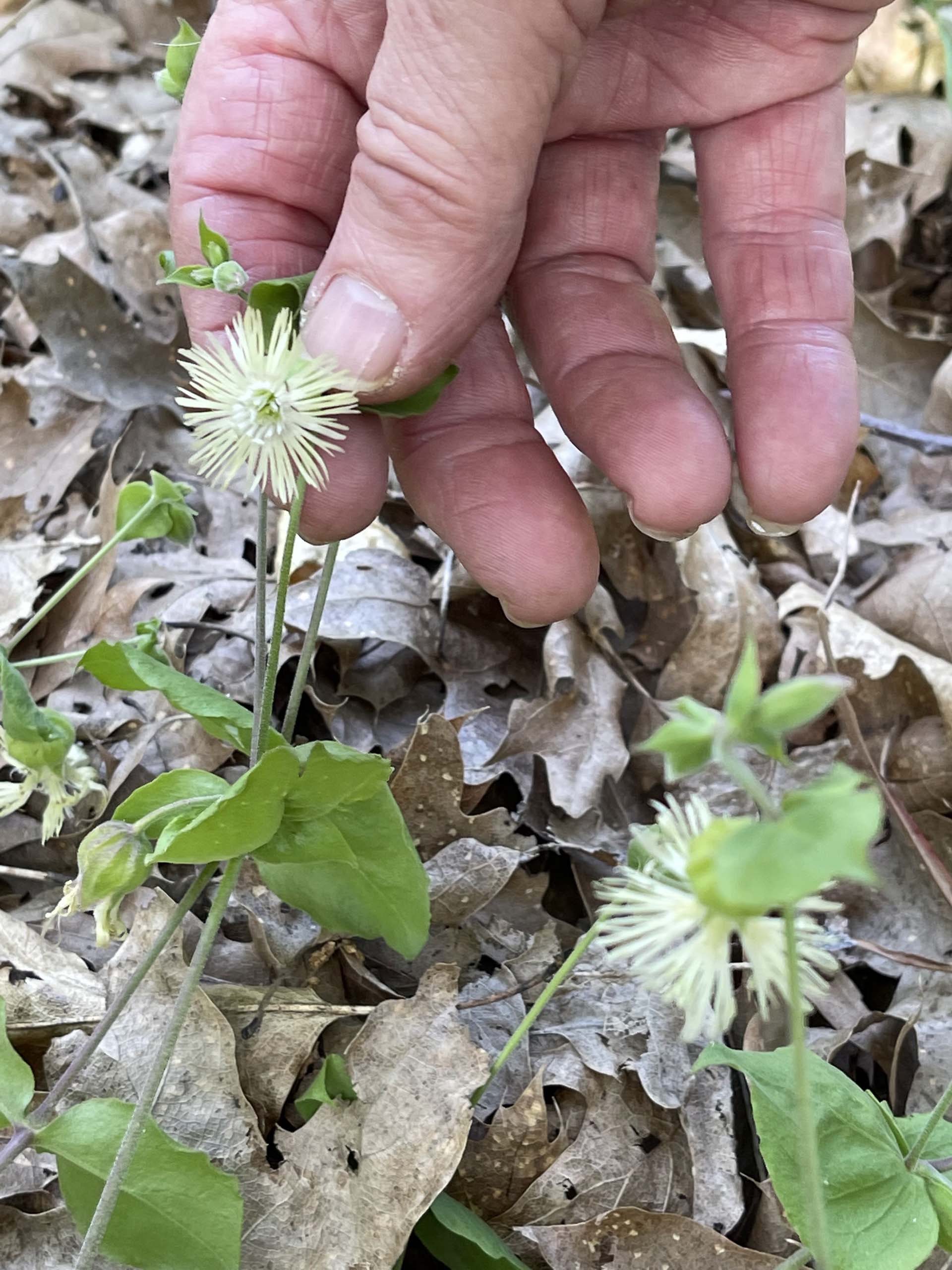 Bell catchfly. C. Harvey.