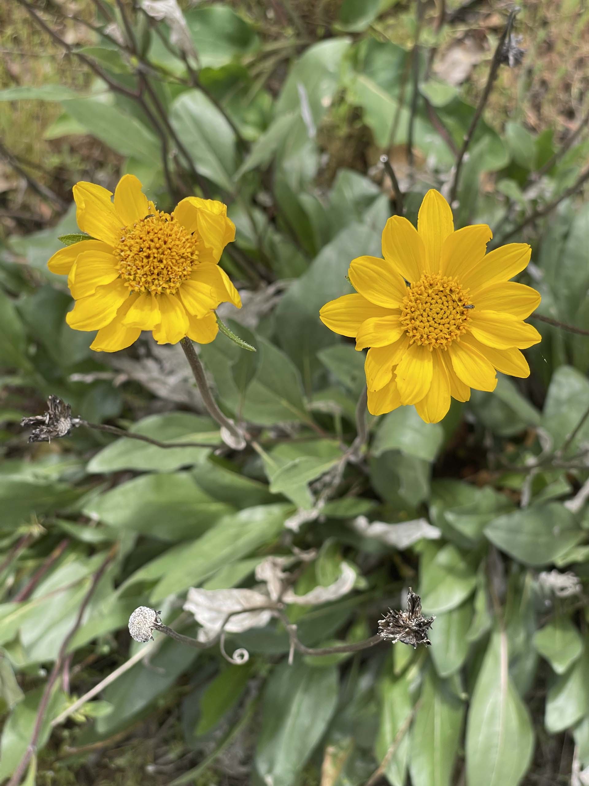 Narrowleaf mule’s-ears. C. Harvey.