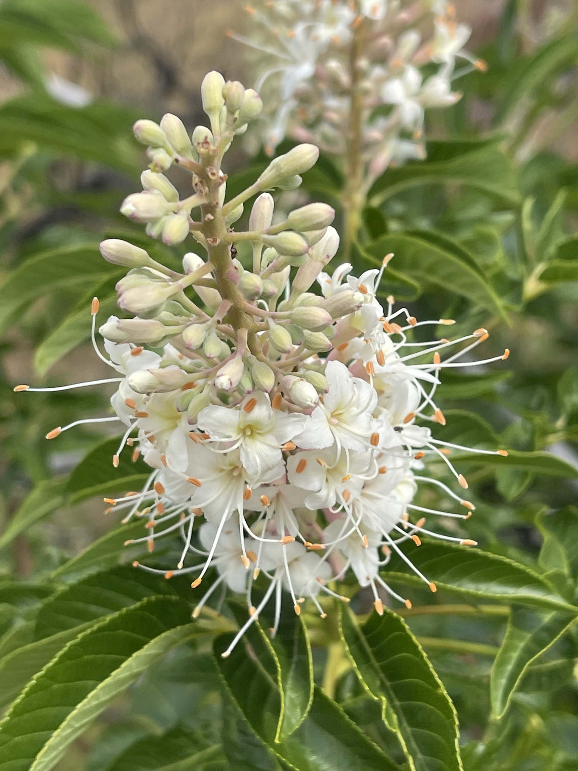 California buckeye. C. Harvey.