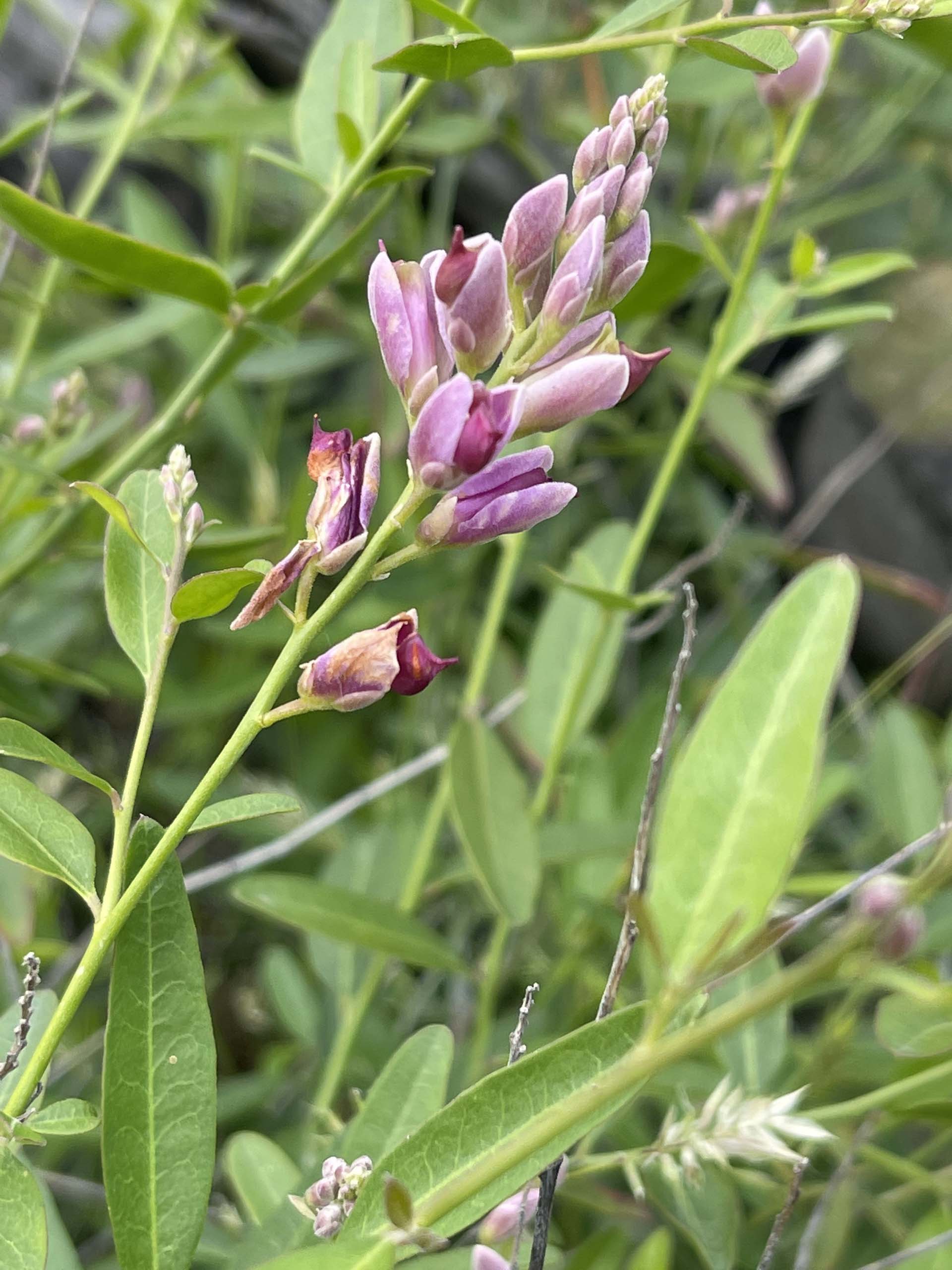 Sierra milkwort. C. Harvey.