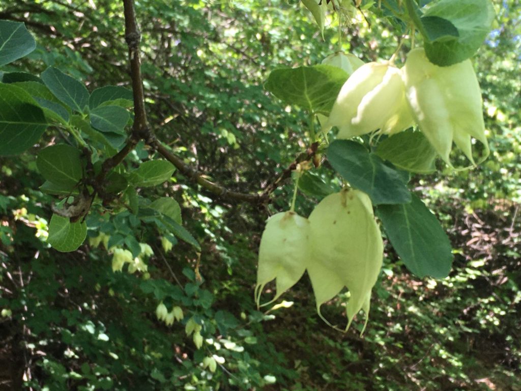 Sierra bladdernut fruit. MA McCrary.