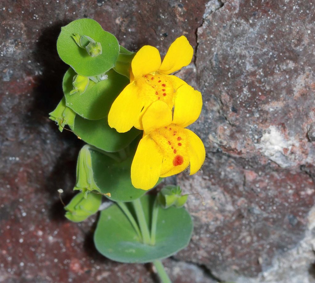 Shield-bracted monkeyflower. D. Owen.