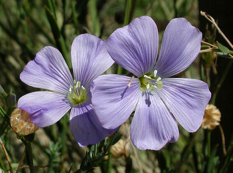 Western blue flax close-up. L. Blakely.