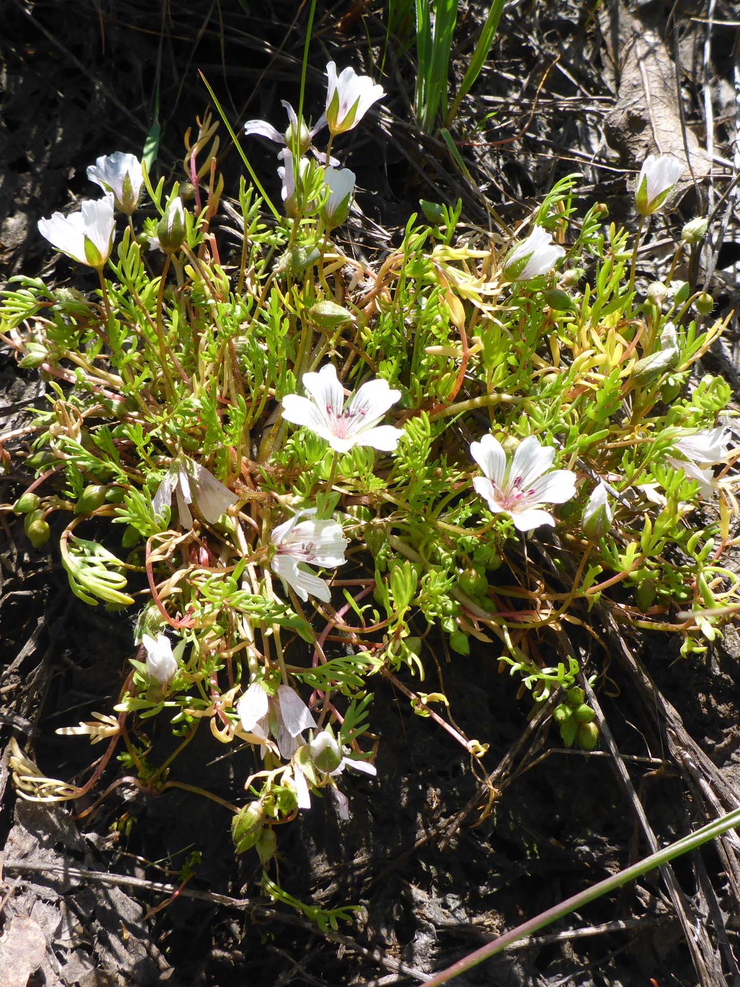 Rosy meadowfoam. D. Burk.