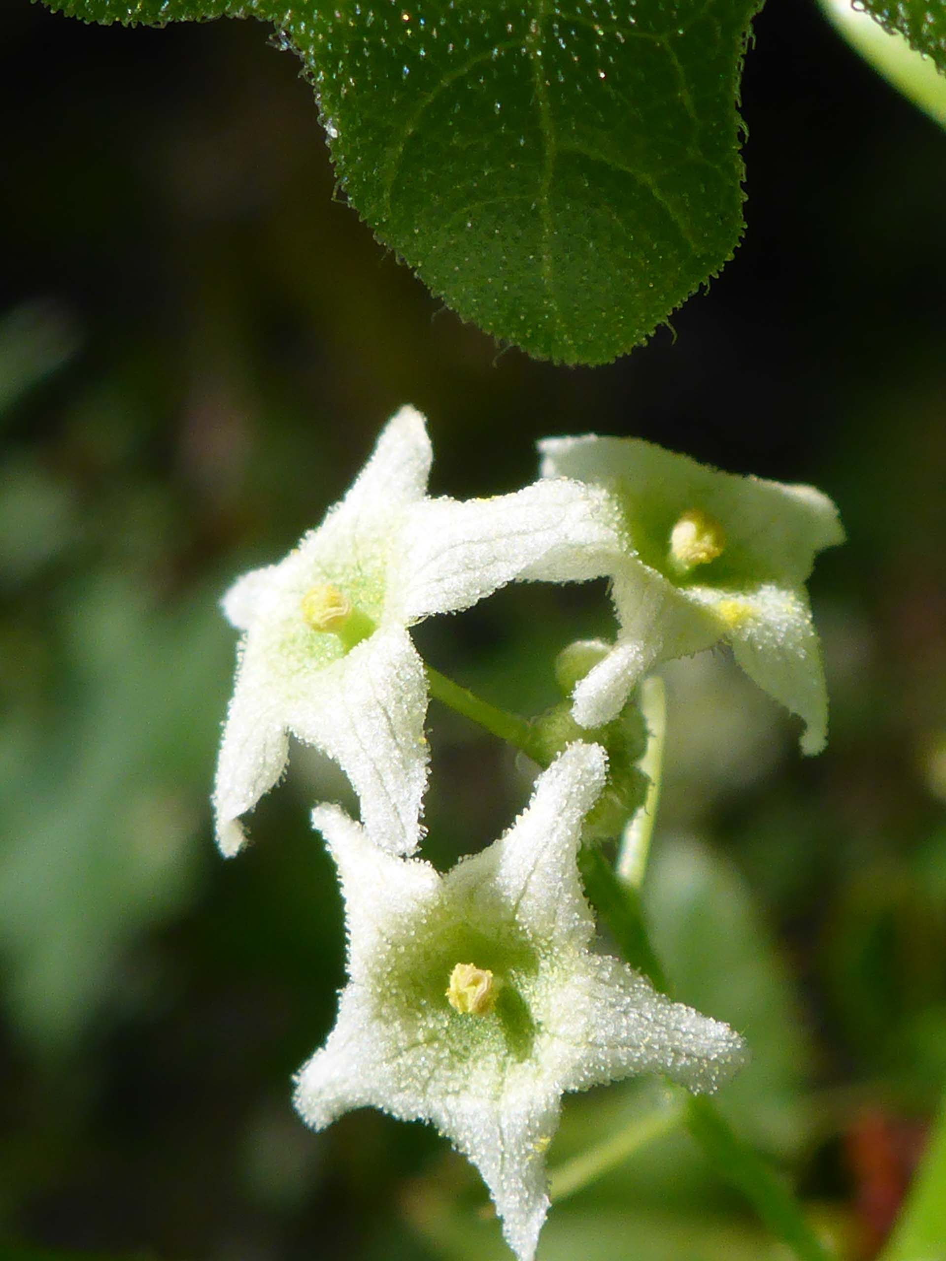 California manroot flowers close up. D. Burk.