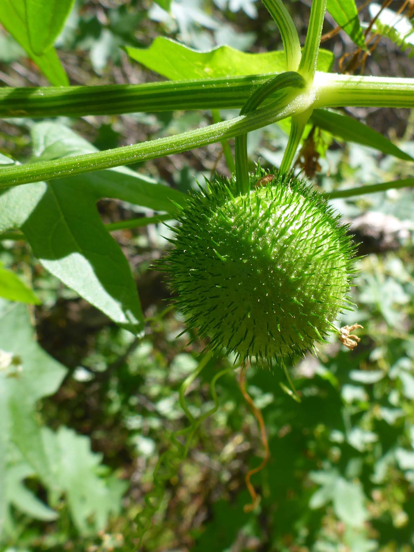 California manroot fruit. D. Burk.