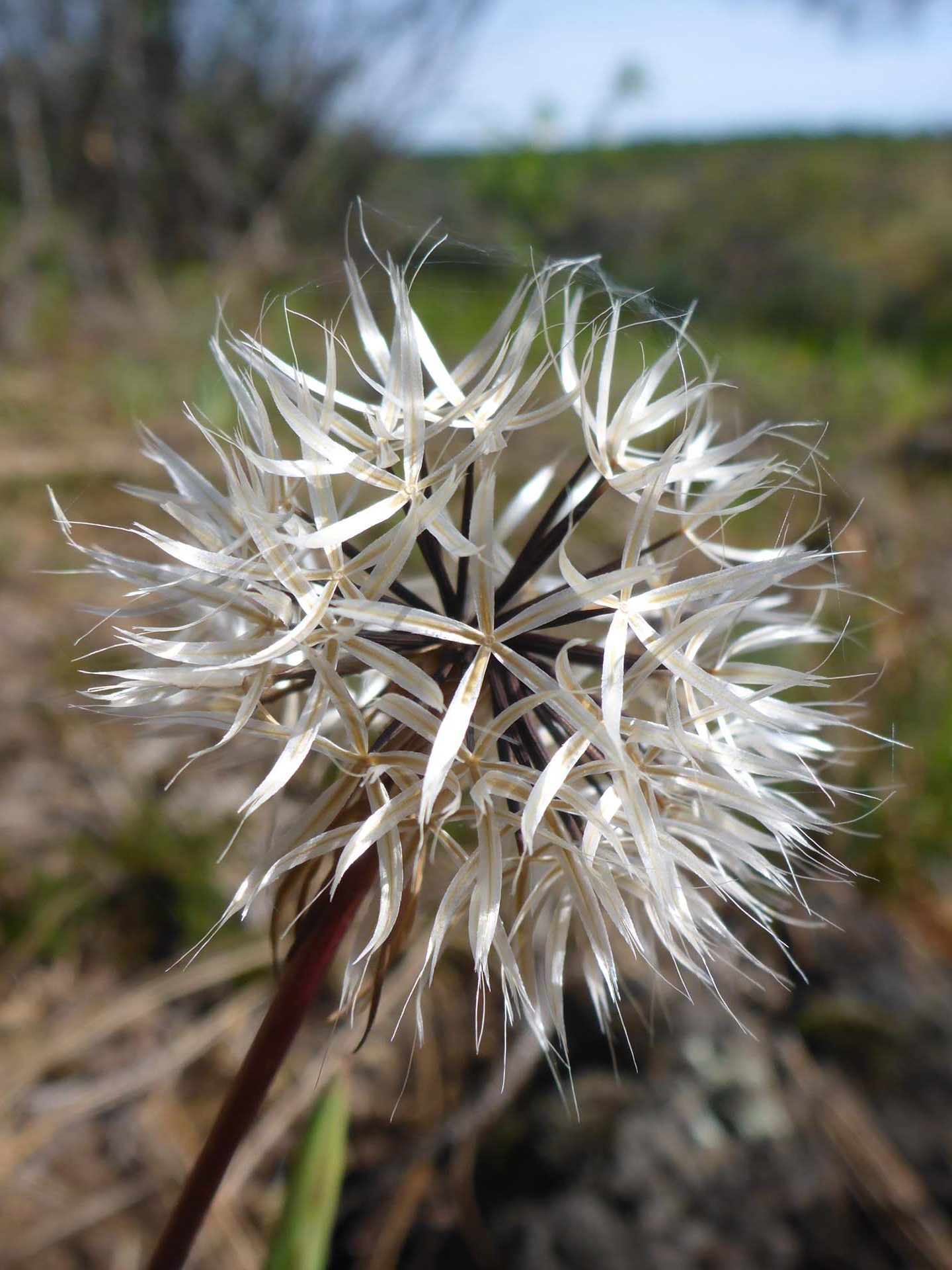 Silverpuffs. D. Burk.