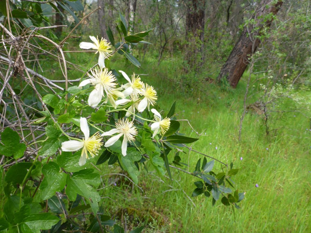 Chaparral clematis. D. Burk.