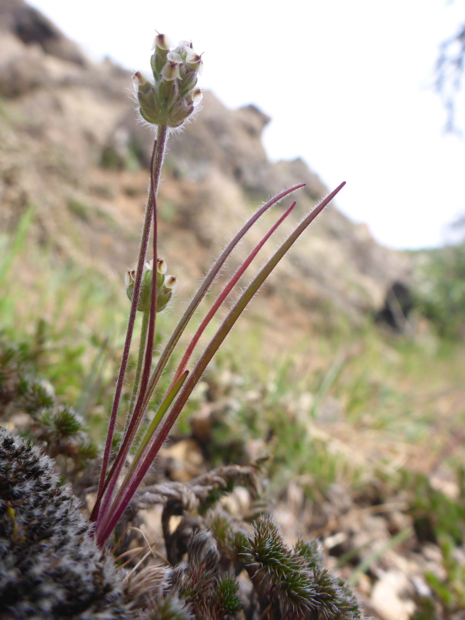 Hooker's plantain. D. Burk.