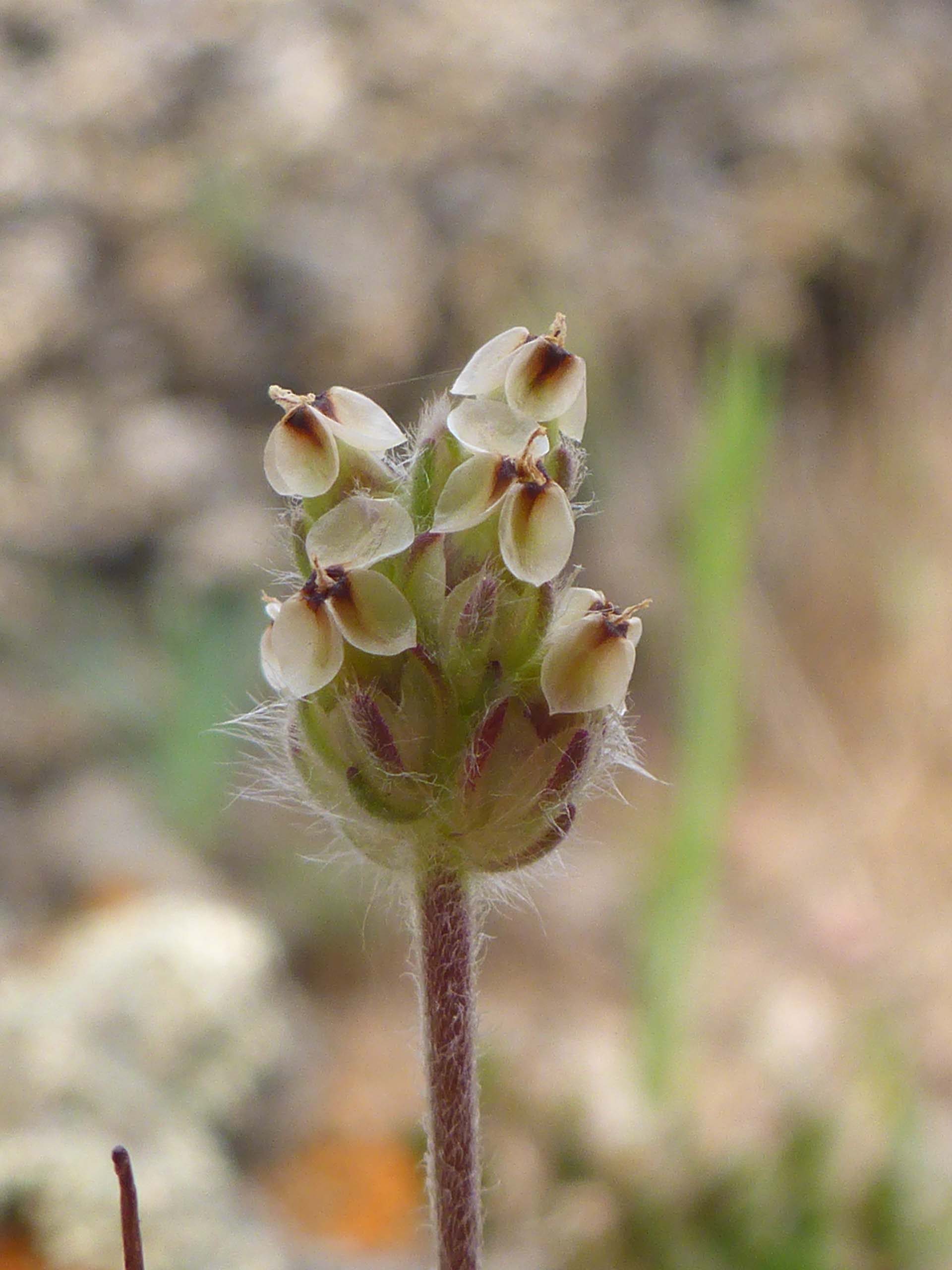 Hooker's plantain. D. Burk.