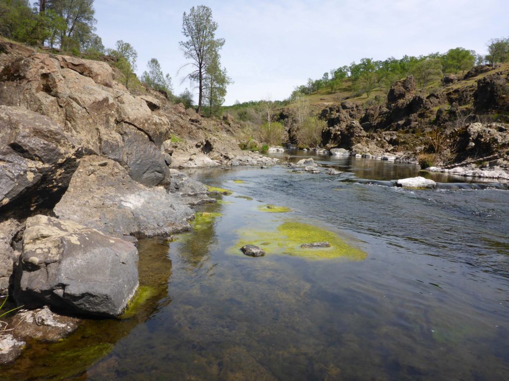 Paynes Creek.  D. Burk.