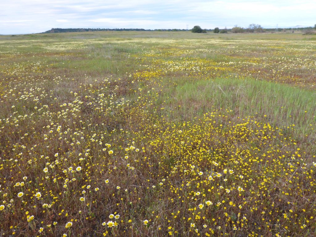 Expanse of tidy tips and goldfields. D. Burk.