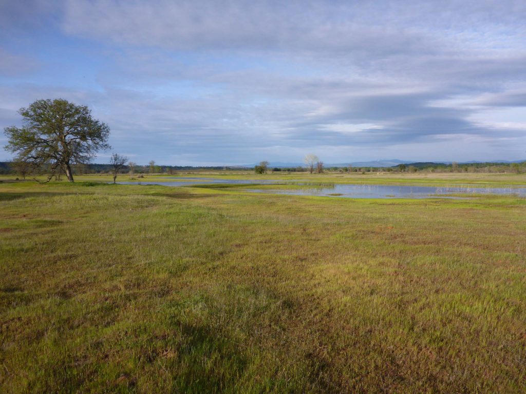 Paynes Creek Wetlands. D. Burk.