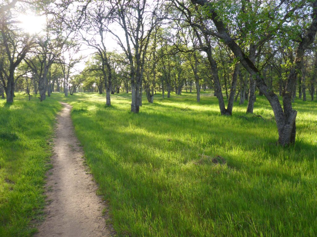 Wetlands Trail in blue oak woodlands. D. Burk.