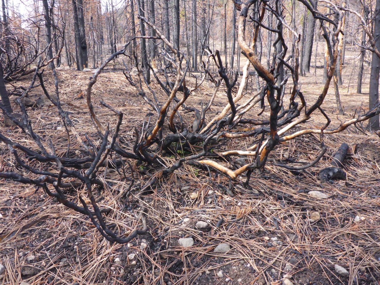 Stump-sprouting ceanothus. D. Burk.