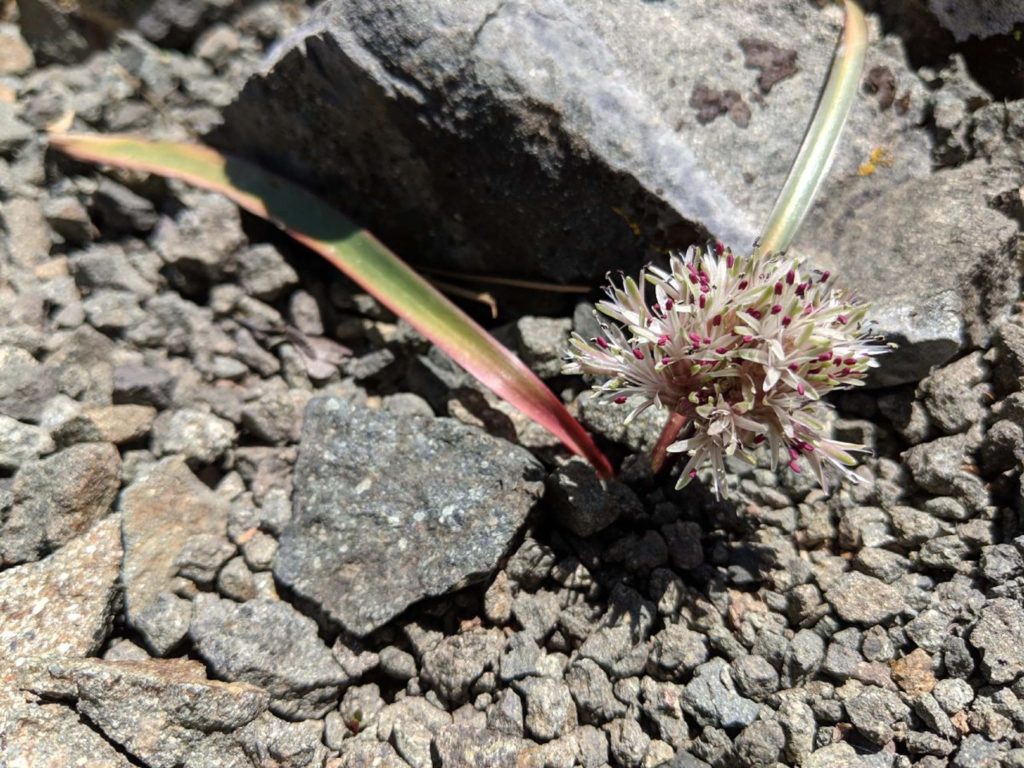 Minnesota Mountain onion. J. Kierstead.