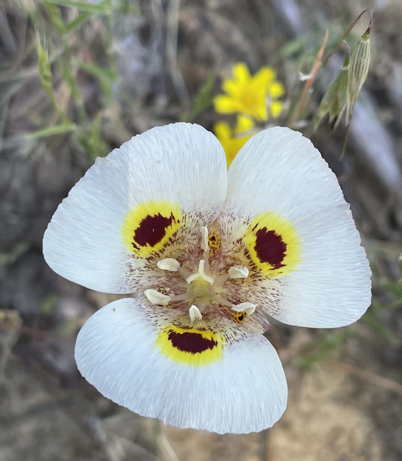 Superb mariposa lily. C. Harvey.