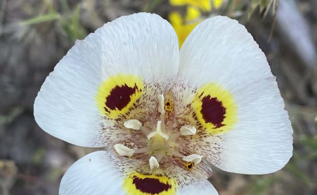 Superb mariposa lily. C. Harvey.