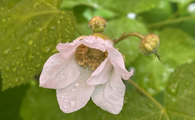 Thimbleberry. C. Harvey.