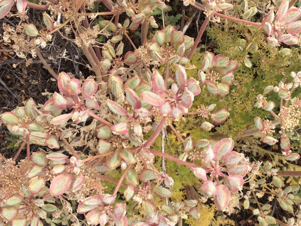 Woolly fruited lomatium in fruit. MA. McCrary.