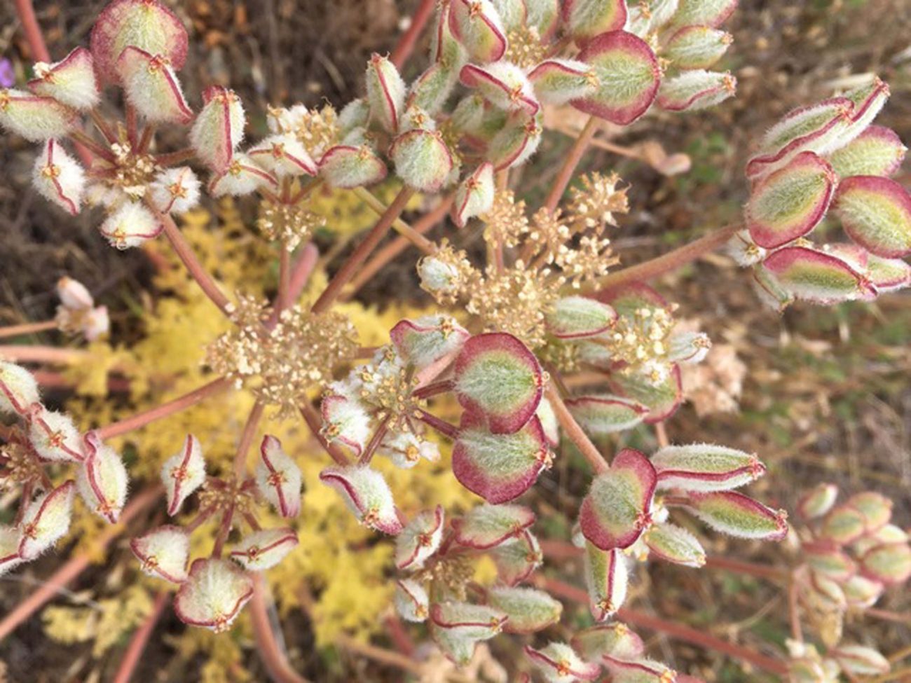Woolly fruited lomatium in fruit. MA. McCrary.