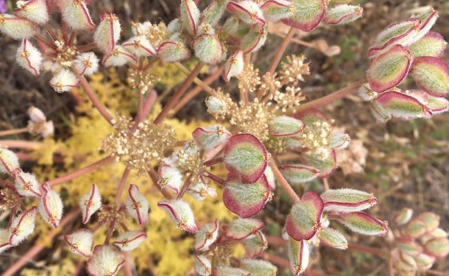Woolly fruited lomatium in fruit. MA. McCrary.