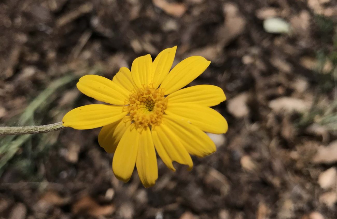 Woolly sunflower. S. Libonati-Barnes.