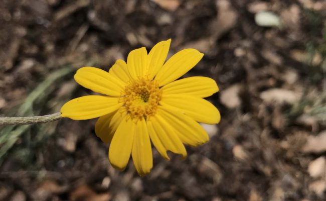 Woolly sunflower. S. Libonati-Barnes.