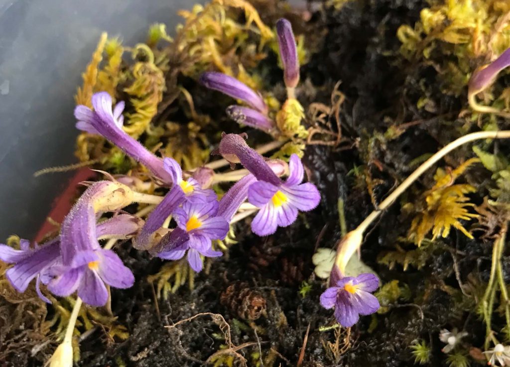 Purple broomrape. S. Libonati-Barnes.