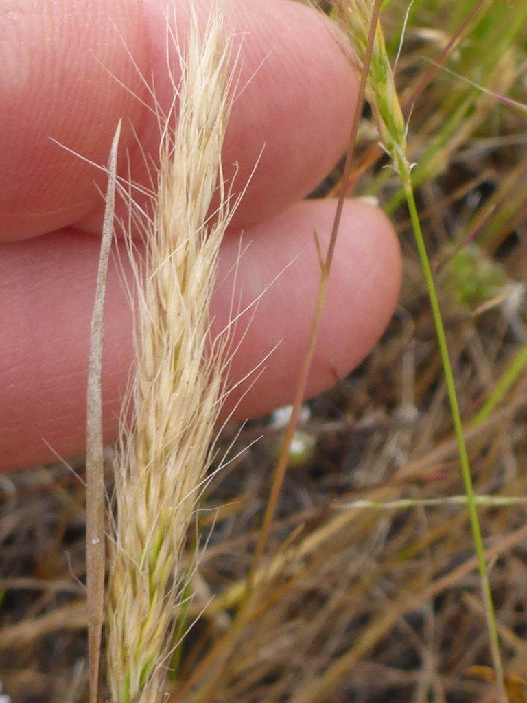 Henderson's bentgrass. D. Burk.