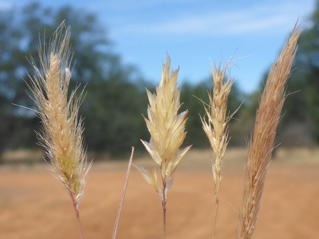 A comparison of four look-aloke grasses. D. Burk.