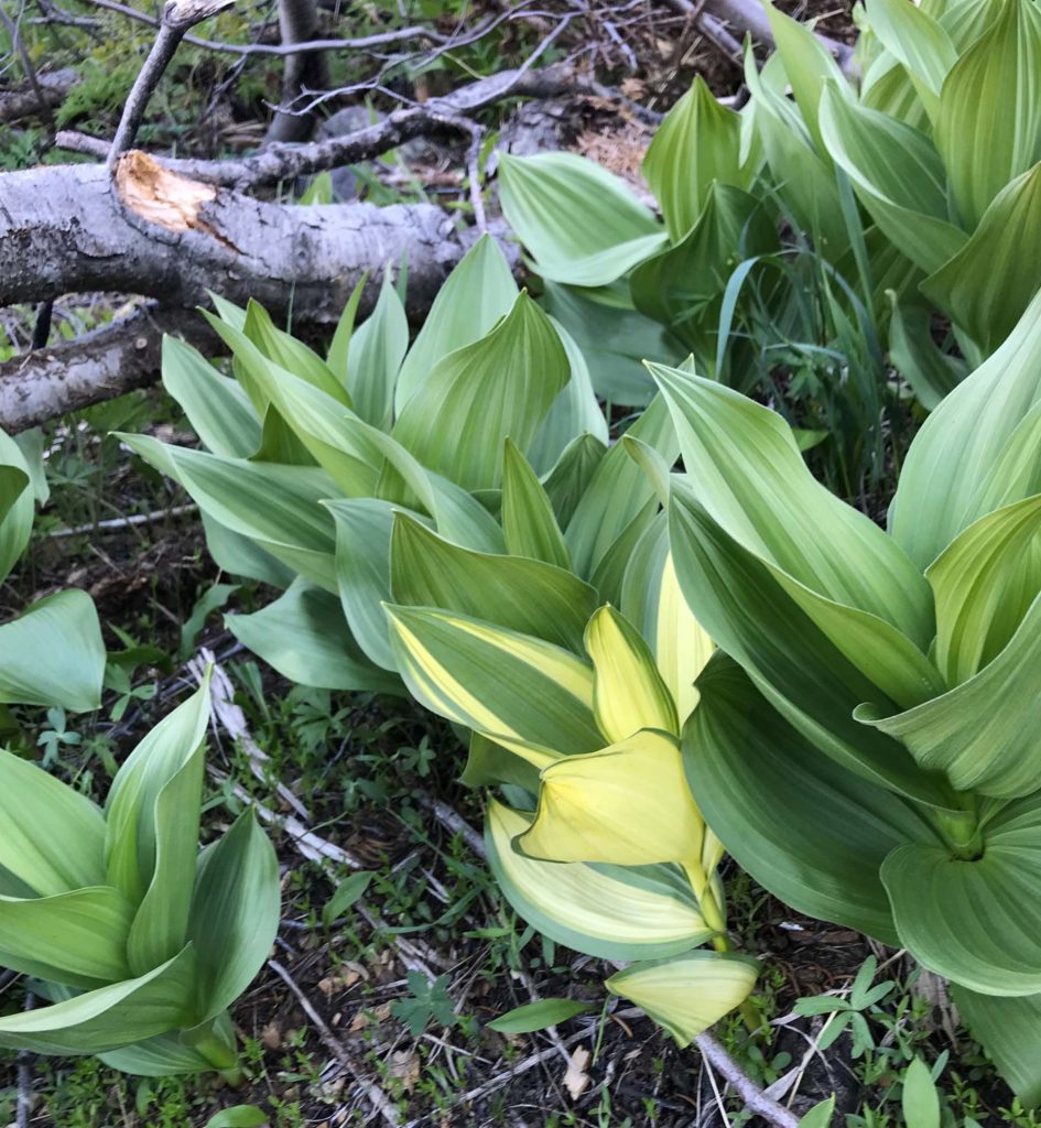 Variegated CA corn-lily. S. Libonati-Barnes.