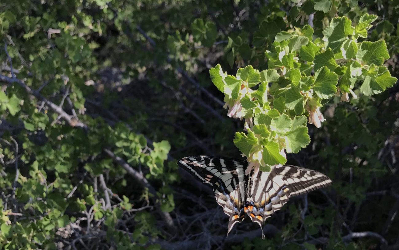 Swallowtail and wax currant. S. Libonati-Barnes.