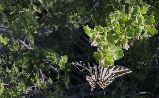 Swallowtail and wax currant. S. Libonati-Barnes.