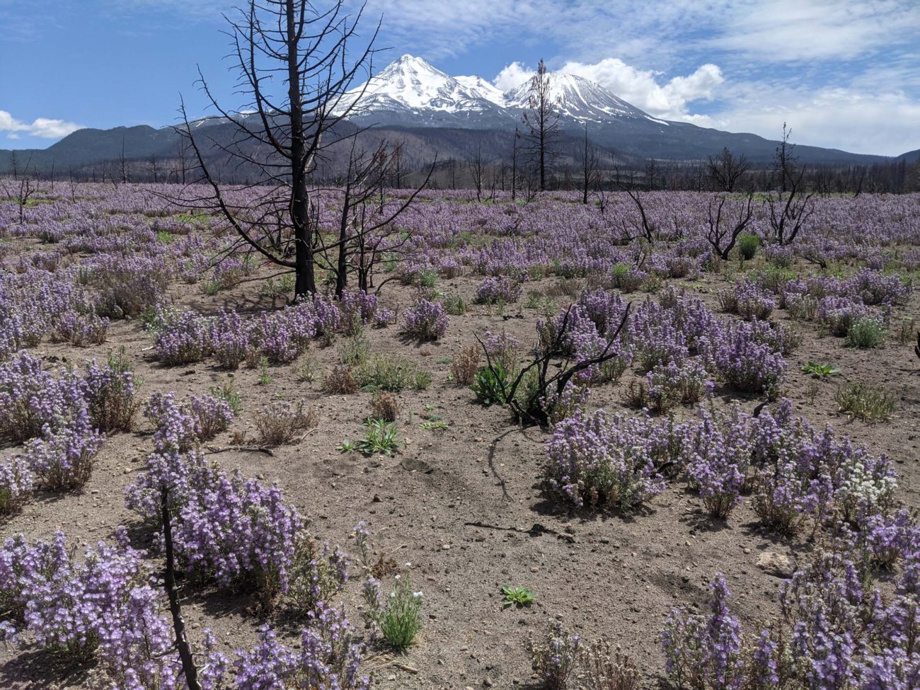 Phacelia super bloom. J. Kierstead.