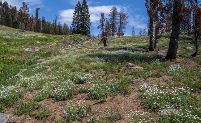 Pale mountain monardella. G. Lockett.