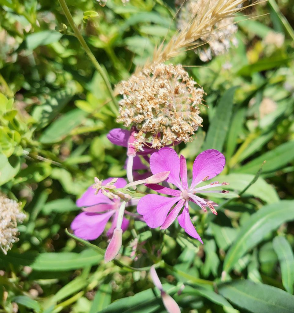 Chamerion angustifolium among Monardella odoratissima by D. Mandel