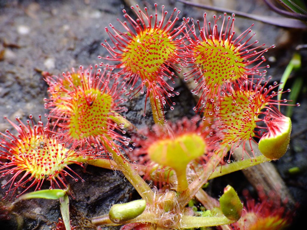 Round-leaved sundew. C. Parker.