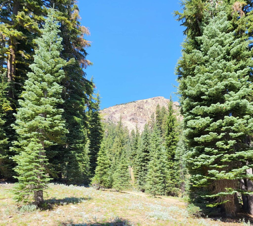 Satin lupine and Brokeoff mountain, photo by D. Mandel