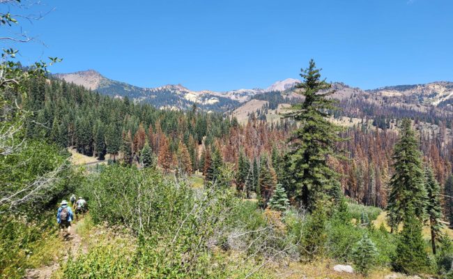 Lassen Park Post Fire, Photo By D.Mandel